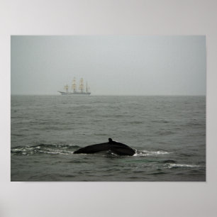 Bultrugwalvis en hoog schip afdruk poster