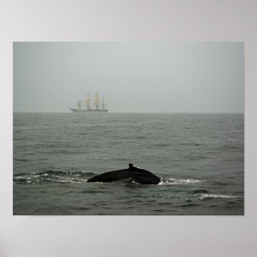 Bultrugwalvis en hoog schip afdruk poster (Voorkant)
