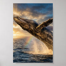 "bultrugwalvis"