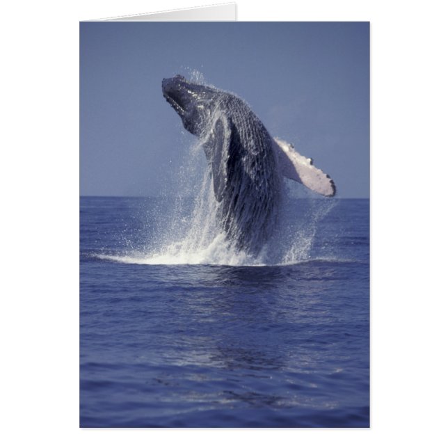 Bultrugwalvis springt uit het water (Megaptera (Voorkant)