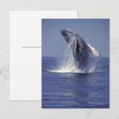Bultrugwalvis springt uit het water (Megaptera Briefkaart (Voorkant / Achterkant)