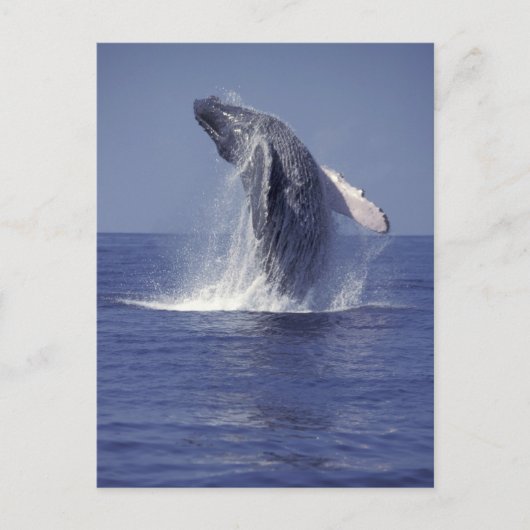 Bultrugwalvis springt uit het water (Megaptera Briefkaart (Voorkant)
