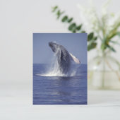 Bultrugwalvis springt uit het water (Megaptera Briefkaart (Staand voorkant)