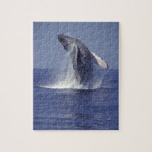Bultrugwalvis springt uit het water (Megaptera Legpuzzel