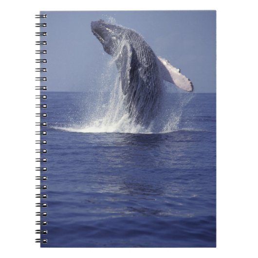 Bultrugwalvis springt uit het water (Megaptera Notitieboek (Voorkant)