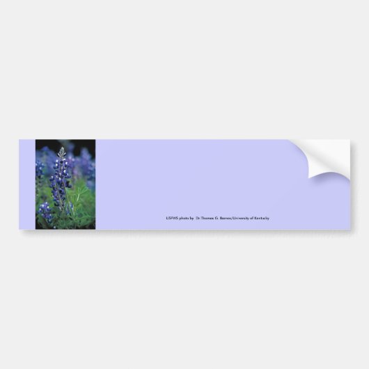 Bumbersticker / Texas Bluebonnet Bumpersticker (Voorkant)