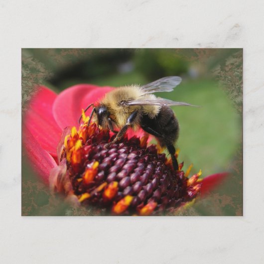 Bumble Bee 195 ~ briefkaart (Voorkant)