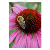 Bumble Bee 2 (Voorkant)