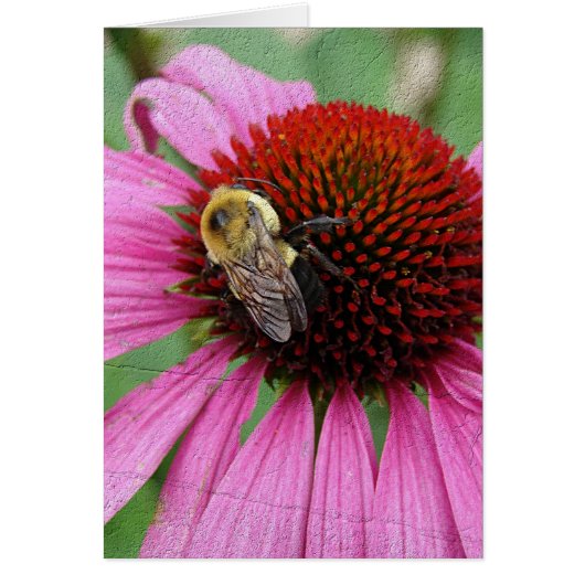 Bumble Bee 2 (Voorkant)