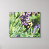Bumble Bee and Lavender Stretched Canvas Print (Voorkant)