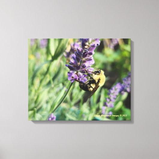 Bumble Bee and Lavender Stretched Canvas Print (Voorkant)