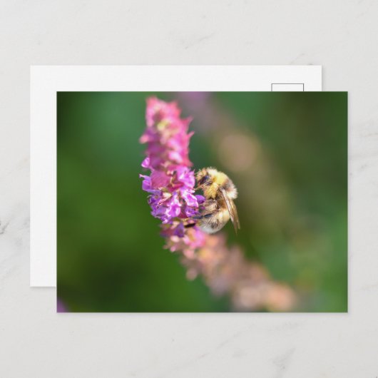 Bumble Bee Briefkaart (Voorkant / Achterkant)