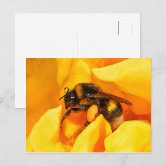 Bumble Bee Briefkaart (Voorkant / Achterkant)