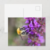 Bumble Bee Briefkaart (Voorkant / Achterkant)