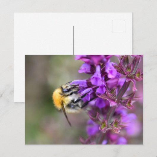 Bumble Bee Briefkaart (Voorkant / Achterkant)