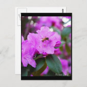 Bumble Bee Briefkaart (Voorkant / Achterkant)