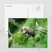 Bumble Bee Briefkaart (Voorkant / Achterkant)