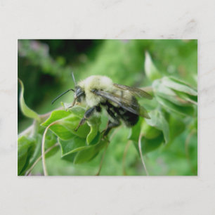 Bumble Bee Briefkaart