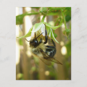 Bumble Bee Briefkaart