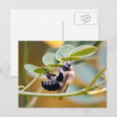 Bumble Bee Briefkaart (Voorkant / Achterkant)