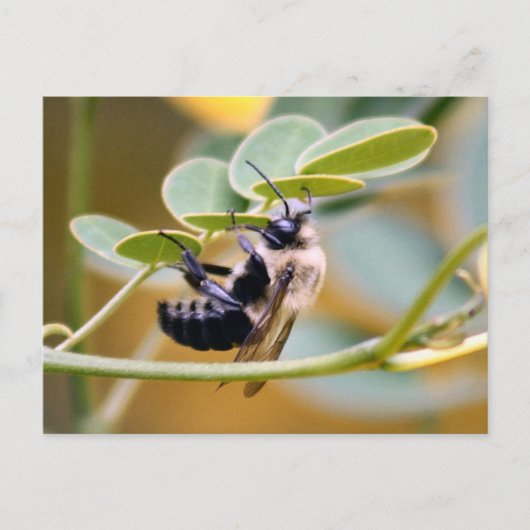 Bumble Bee Briefkaart (Voorkant)