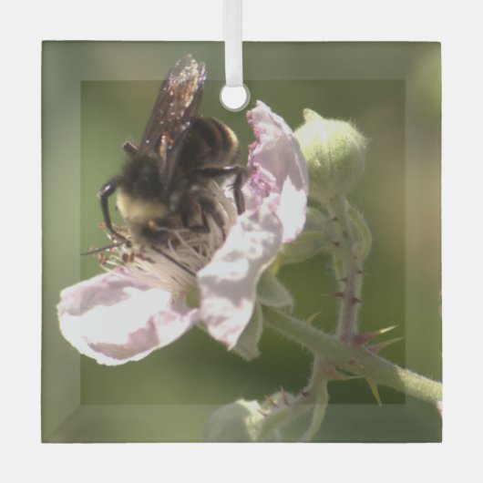 Bumble Bee die stuifmeel verzamelt Glass Ornament (Voorkant)
