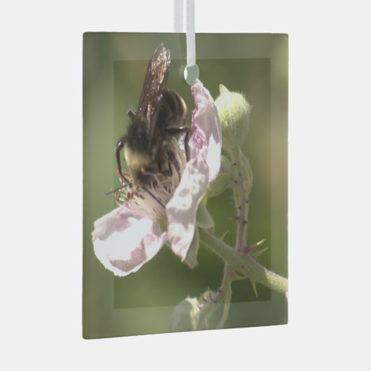 Bumble Bee die stuifmeel verzamelt Glass Ornament (Voorkant Rechts)