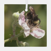 Bumble Bee die stuifmeel verzamelt Glass Ornament (Achterkant)