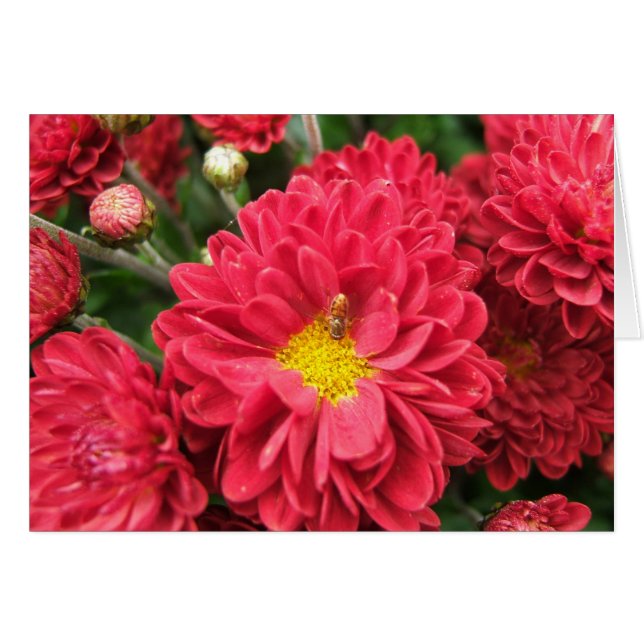 Bumble bee en Roze ventilator blanco kaart (Voorkant Horizontaal)