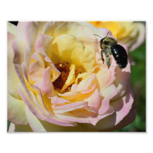 Bumble bee in flight 10x8 Natuur Foto Afdruk