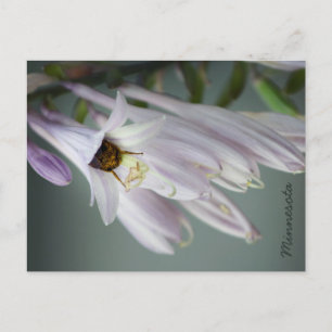 Bumble Bee in het Briefkaart Hosta