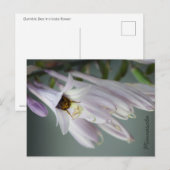 Bumble Bee in het Briefkaart Hosta (Voorkant / Achterkant)