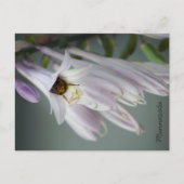 Bumble Bee in het Briefkaart Hosta (Voorkant)