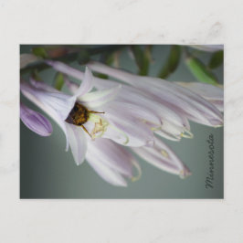 Bumble Bee in het Briefkaart Hosta