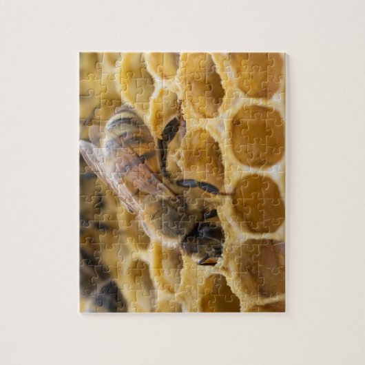 Bumble Bee Inside Honeycomb Jigzaag Puzzle Legpuzzel (Verticaal)