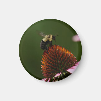 Bumble Bee Magneet