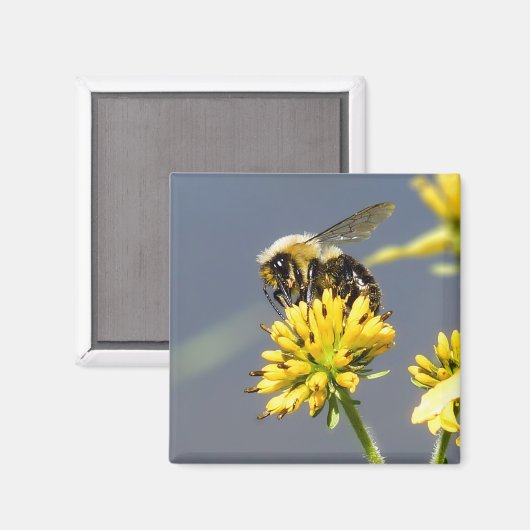 Bumble Bee Magnet (Voorkant / Achterkant)