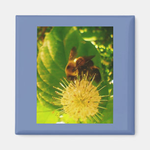 Bumble Bee Nectar Magneet