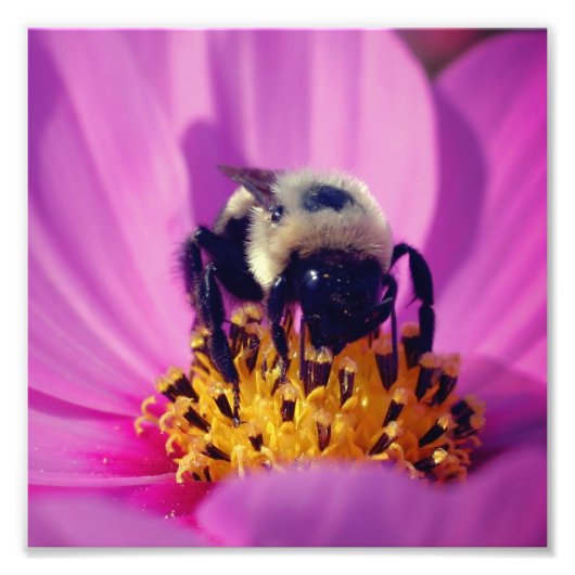 Bumble Bee On Cosmos Flower 8x8 Foto Afdruk (Voorkant)
