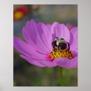 Bumble bee on Cosmos Flower Natuur Poster
