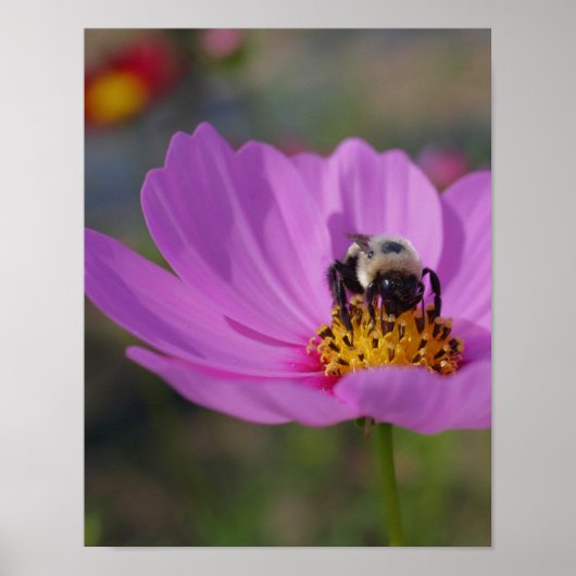 Bumble bee on Cosmos Flower Natuur Poster (Voorkant)