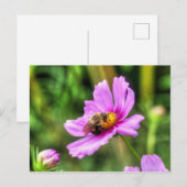 Bumble Bee. on Pink Cosmos Briefkaart (Voorkant / Achterkant)
