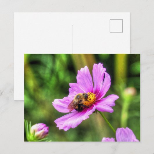 Bumble Bee. on Pink Cosmos Briefkaart (Voorkant / Achterkant)