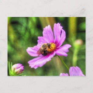 Bumble Bee. on Pink Cosmos Briefkaart