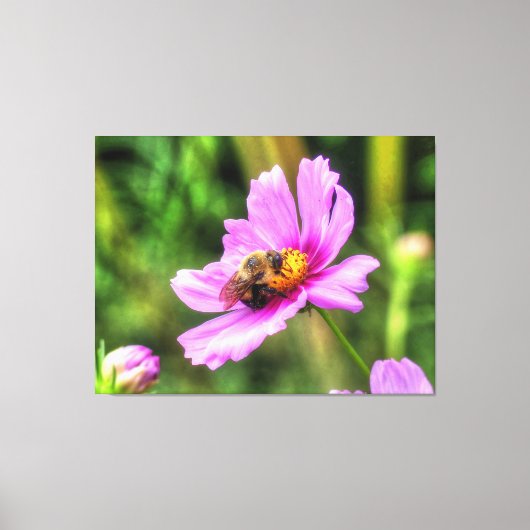 Bumble Bee. on Pink Cosmos Canvas Afdruk (Voorkant)