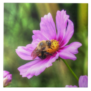 Bumble Bee. on Pink Cosmos Tegeltje