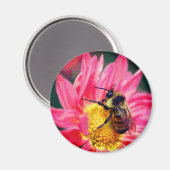 Bumble Bee On Pink Daisy Flower Art  Magneet (Voorkant / Achterkant)