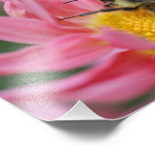 Bumble Bee On Pink Daisy Flower Close Up 8x10 Foto Afdruk (Hoek)