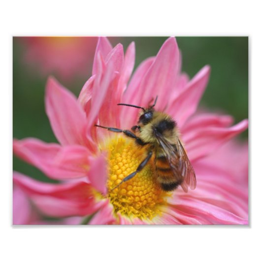 Bumble Bee On Pink Daisy Flower Close Up 8x10 Foto Afdruk (Voorkant)