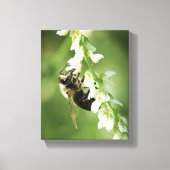 Bumble Bee on white flower Canvas Afdruk (Voorkant)